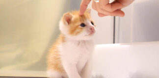 頭を撫でられる子猫