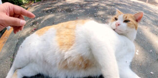 お腹を見せつける猫