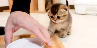 お皿が気になる子猫