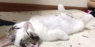 お手本のような寝相の子猫