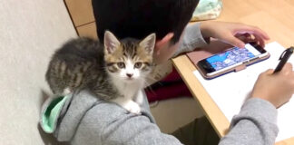 肩の上に乗る子猫
