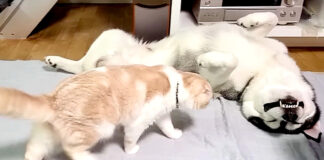 ハスキー犬に近づく猫