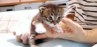 お尻をトントンされる子猫