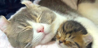 寄り添う猫の親子