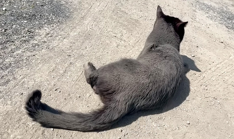 白猫になっちゃった黒猫。清めの儀で本来の姿を取り戻す♪ | エウレカ