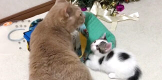 先輩猫を観察する子猫