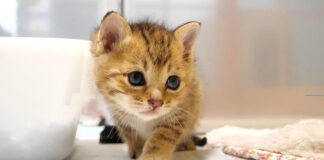 トイレに行きたい子猫
