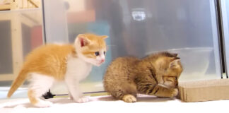 爪研ぎを準備する子猫