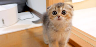 ご飯が食べたい子猫