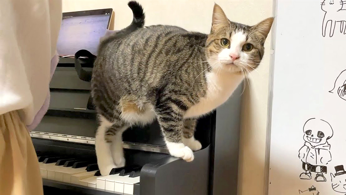 ピアノを邪魔する猫