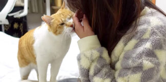 寂しかった猫