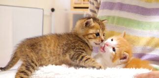 じゃれ合う子猫達