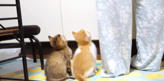 ご飯が待ちきれない子猫達