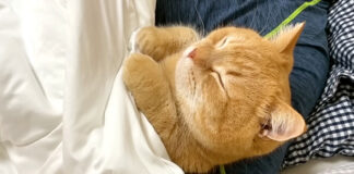幸せそうな猫