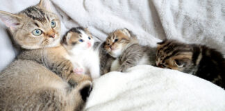 姉猫の元に集まる子猫達
