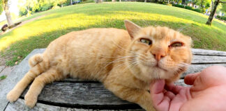 撫でられる猫
