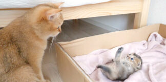 母猫の前で駄々をこねる子猫