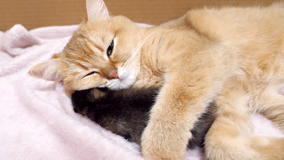 子猫を抱きしめる母猫