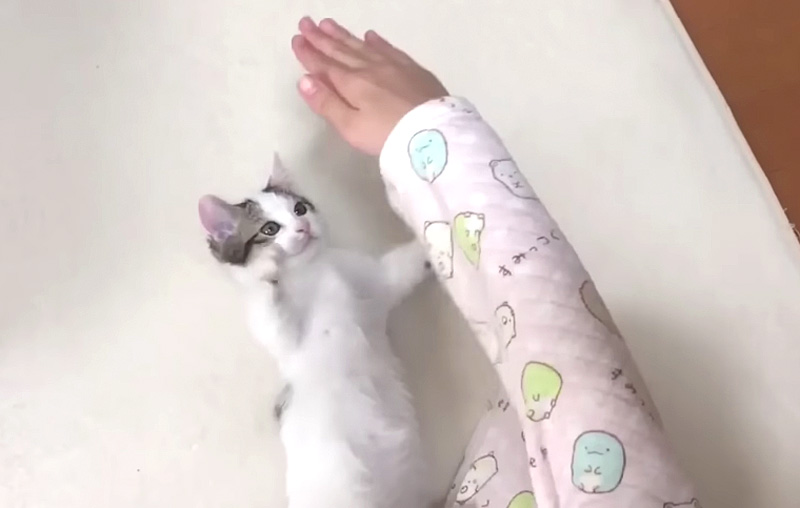 遊ぶ子猫