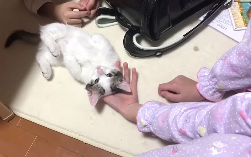 くつろぐ子猫