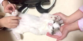 溺愛される子猫
