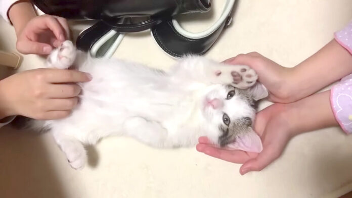 溺愛される子猫