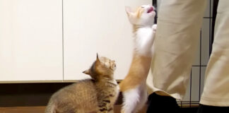 ご飯が待ちきれない子猫