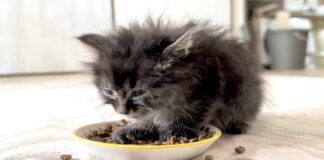 初めてドライフードを食べた子猫