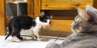 子猫と先住猫の初対面