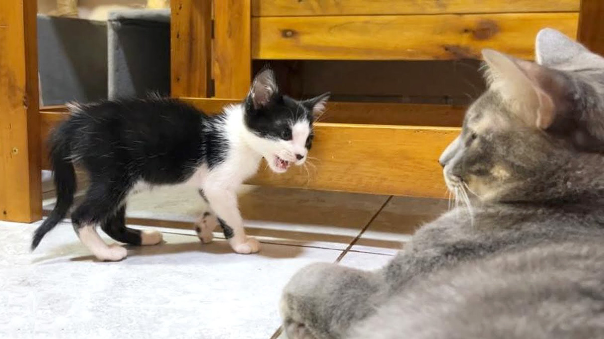子猫と先住猫の初対面