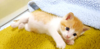 ひとりぼっちの子猫