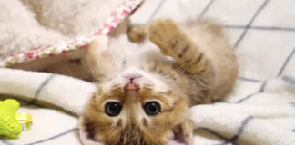 ひとりぼっちの子猫