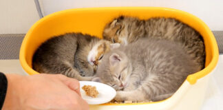 ご飯の時間を迎えた子猫達
