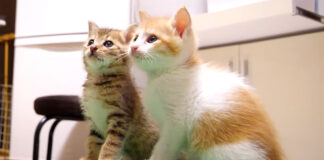 並んで座る子猫達