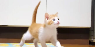 ご飯が食べたい子猫