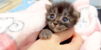 甘える子猫