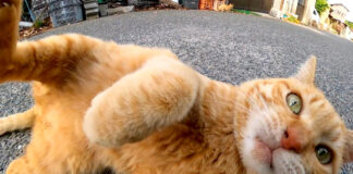 転がる猫