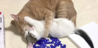先住猫にギュッとされる猫