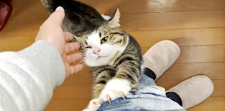 お父さんから離れたくない猫