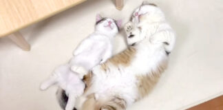 ヘソ天姿で眠る親子猫