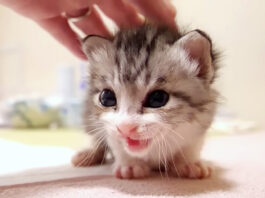 撫でられる子猫
