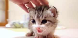 撫でられる子猫