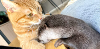 仲良しな猫とカワウソ