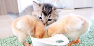 ヒヨコと子猫