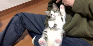 膝の上の子猫