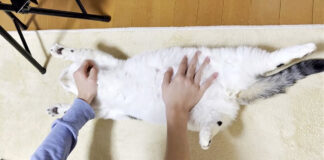 お兄ちゃんと遊ぶ猫