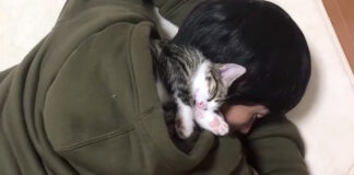 眠る子猫とお父さん