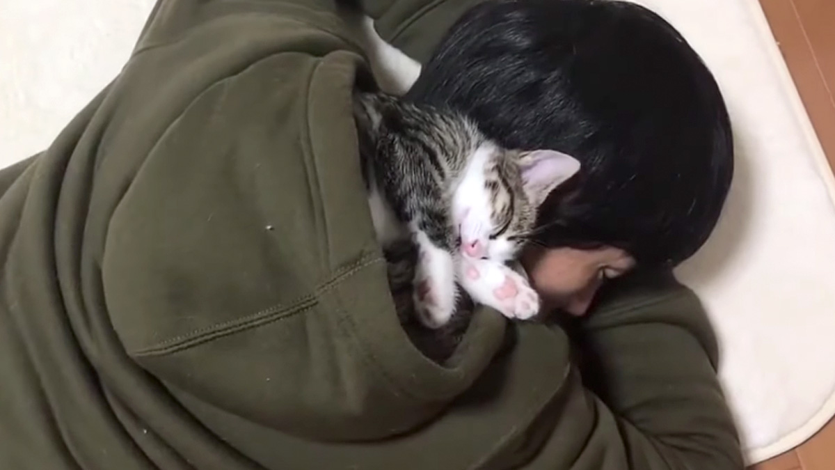 眠る子猫とお父さん