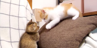兄猫が妹猫に猫パンチ