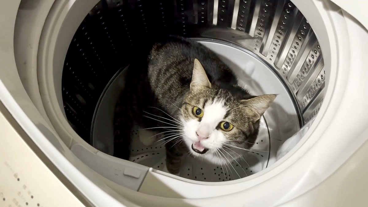 洗濯機の中で言い訳する子猫